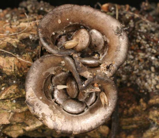 Bird's Nest Fungus:Cyathus olla - Mushroom Species Images